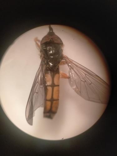 Réf. 359 769 : Platycheirus fulviventris